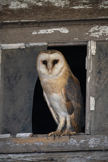 Common barn owl (Tyto alba) sits in the window