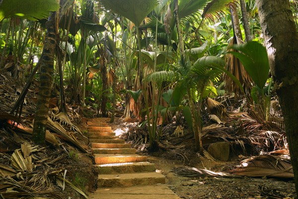 Path with thick vegetation in the Vallee de Mai National Park