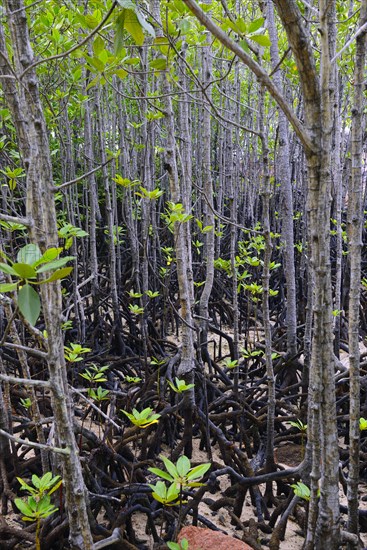 Mangroves (Avicennia marina) at low tide