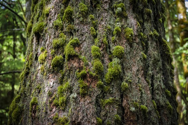 Cathedral Grove