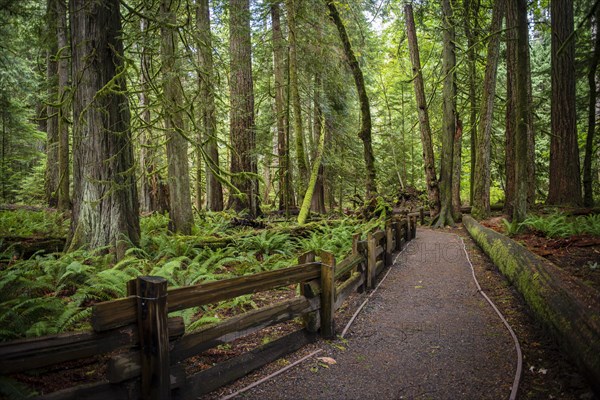 Cathedral Grove