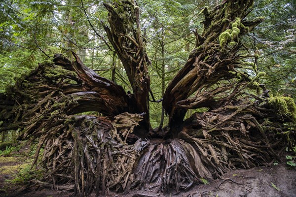 Cathedral Grove