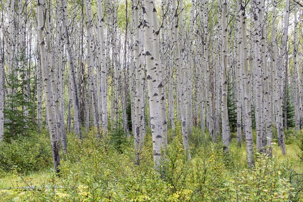 Aspen (Populus tremula)