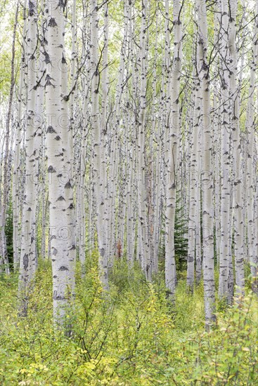 Aspen (Populus tremula)