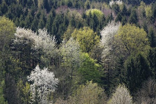Mixed forest in spring