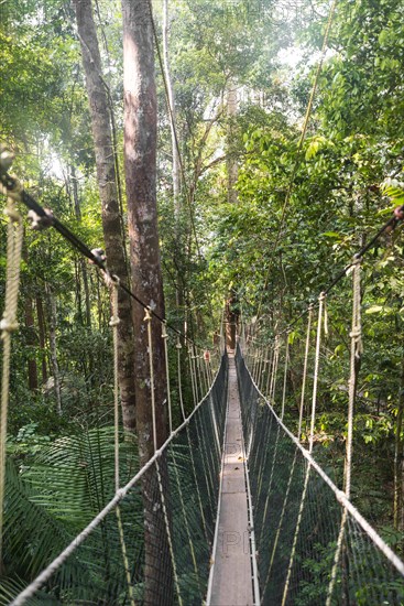 Suspension bridge in jungle