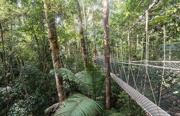 Suspension bridge in jungle