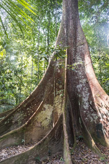 Buttress roots of an old forest giant in the jungle