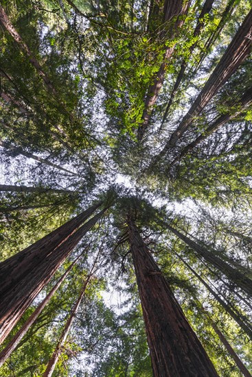 Coast redwoods (Sequoia sempervirens)