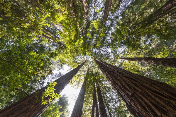 Coast redwoods (Sequoia sempervirens)