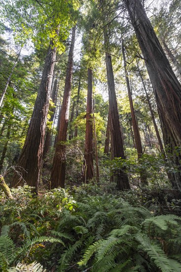 Coast redwoods (Sequoia sempervirens)