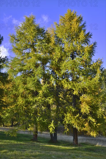 European larch (Larix decidua)