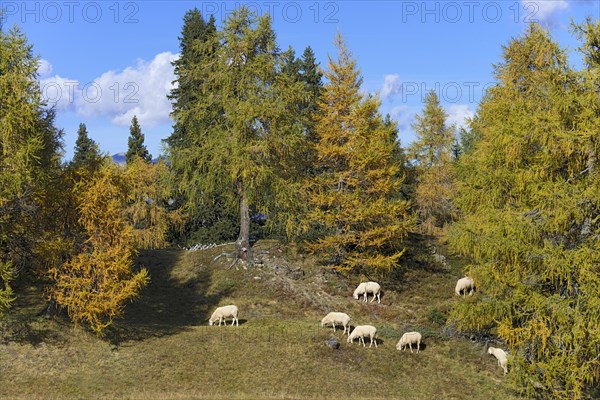 House sheep in the pasture