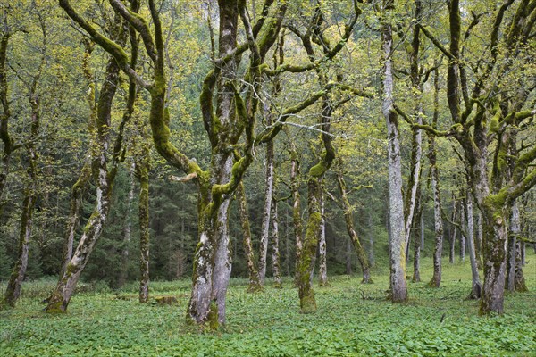 Mossy tree trunks