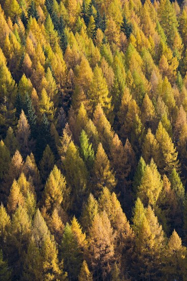 European larches (Larix decidua)