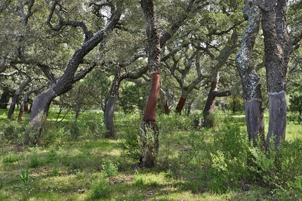 Cork oaks (Quercus suber)