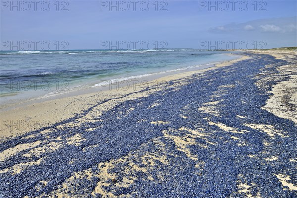 Sea rafts (Velella velella)