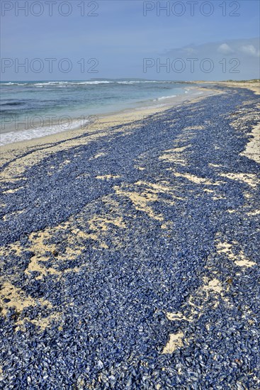 Sea rafts (Velella velella)