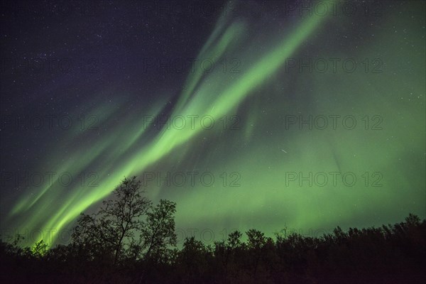 Northern Lights or Aurora Borealis over trees