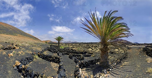 Canary Island date palm (Phoenix canariensis)