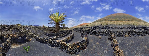 Canary Island date palm (Phoenix canariensis)