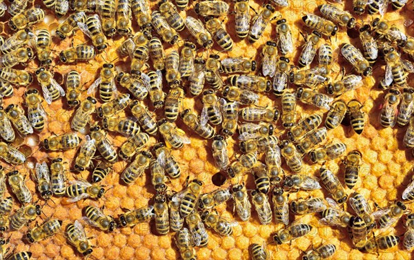 European Honey Bees (Apis mellifera var. carnica) on honeycomb with capped brood cells