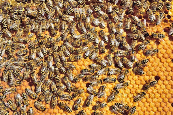 European Honey Bees (Apis mellifera var. carnica) on honeycomb with capped brood cells