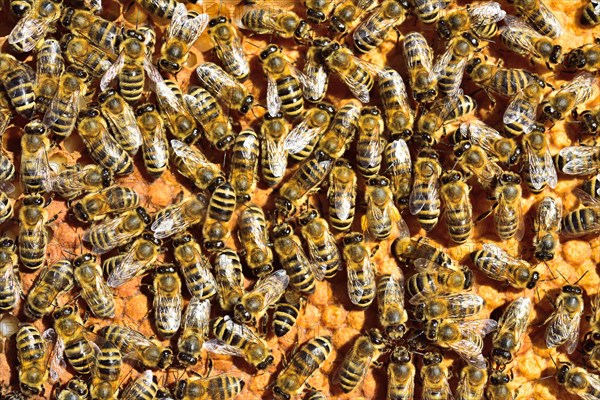 European Honey Bees (Apis mellifera var. carnica) on honeycomb with capped brood cells