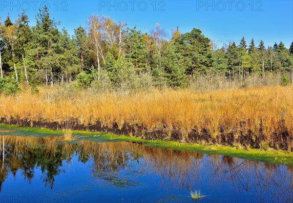 Silted moor pond with peat moss (Sphagum sp.) and Blue Pfeiffengras (Molinia caerulea)