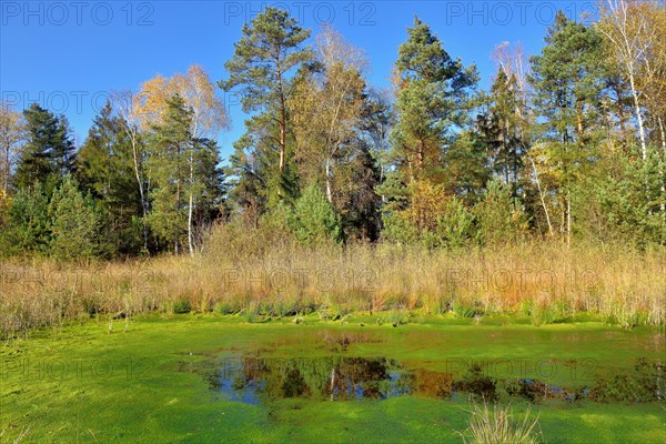 Silted moor pond with peat moss (Sphagum sp.) and bulrushes (Schoenoplectus lacustris) in Nicklheim