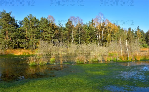 Silted moor pond with peat moss (Sphagum sp.) and bulrushes (Schoenoplectus lacustris) in Nicklheim