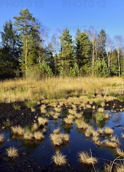 Silted moor pond with peat moss (Sphagum sp.) and Blue Pfeiffengras (Molinia caerulea)