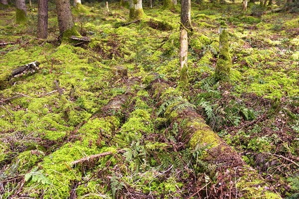 Rotten logs on the forest floor