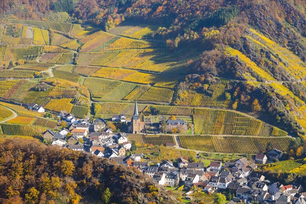 Vineyards in autumn