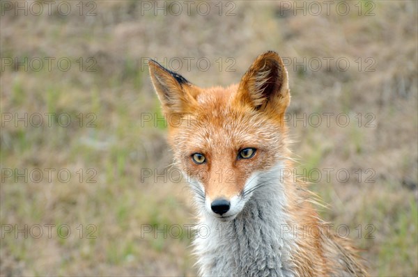 Red Fox (Vulpes vulpes)