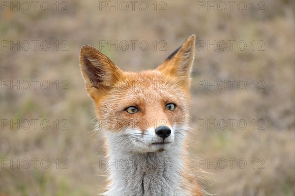 Red Fox (Vulpes vulpes)