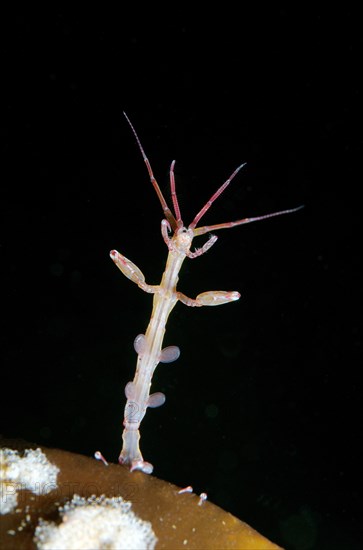 Skeleton shrimp or ghost shrimp (Caprella linearis)