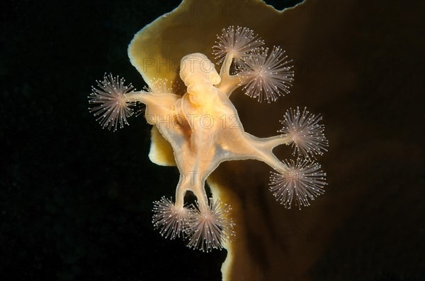 Stalked jellyfish (Lucernaria quadricornis)