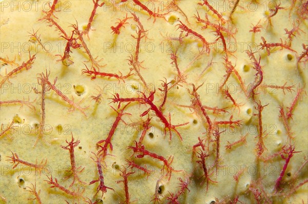 Skeleton shrimp or ghost shrimp (Caprella linearis)