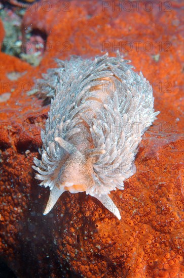 Nudibranch