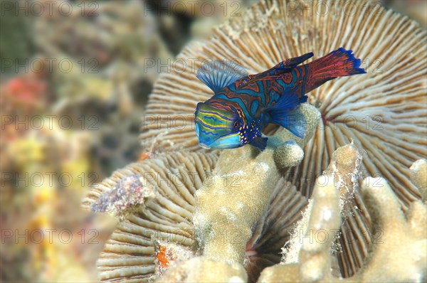 Mandarinfish or Mandarin Dragonet (Synchiropus splendidus)