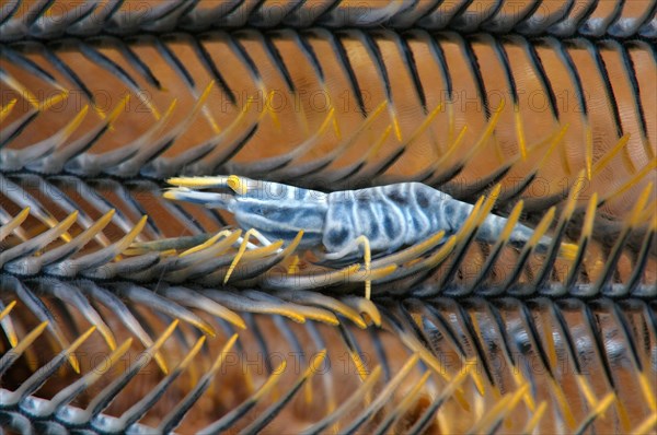 Ambon Crinoid Shrimp (Laomenes amboinensis)