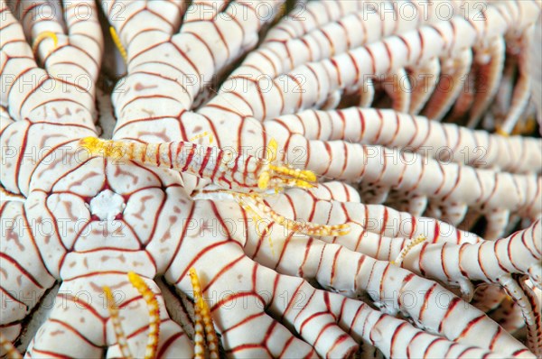 Ambon Crinoid Shrimp (Periclimenes amboinensis)