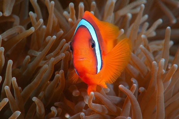 Redgirdled Anemonefish