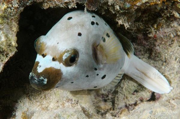 Blackspotted Puffer or Dog-faced Puffer (Arothron nigropunctatus)