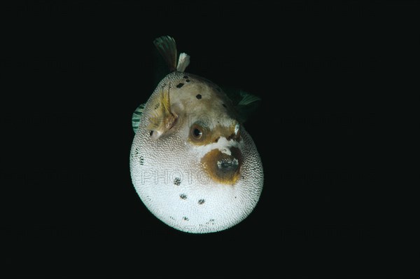 Blackspotted puffer or dog-faced puffer (Arothron nigropunctatus)