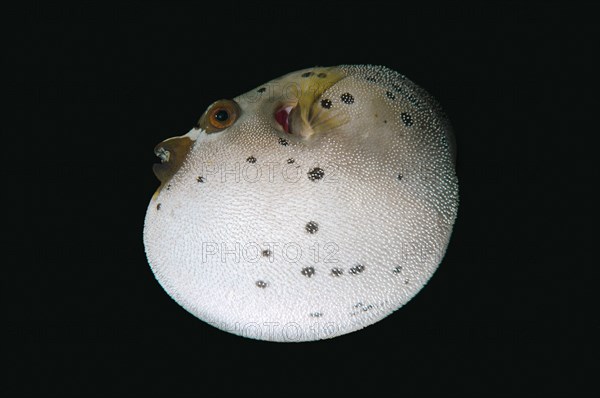 Blackspotted Puffer or Dog-faced Puffer (Arothron nigropunctatus)