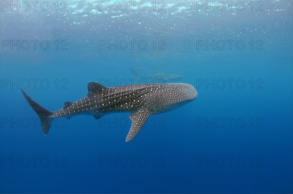 Whale Shark (Rhincodon typus)