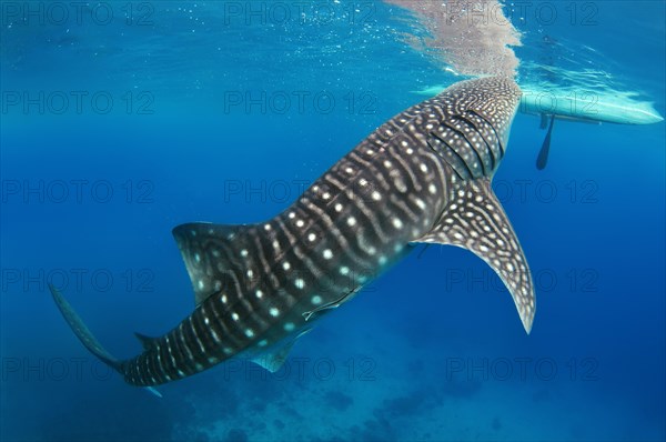 Whale Shark