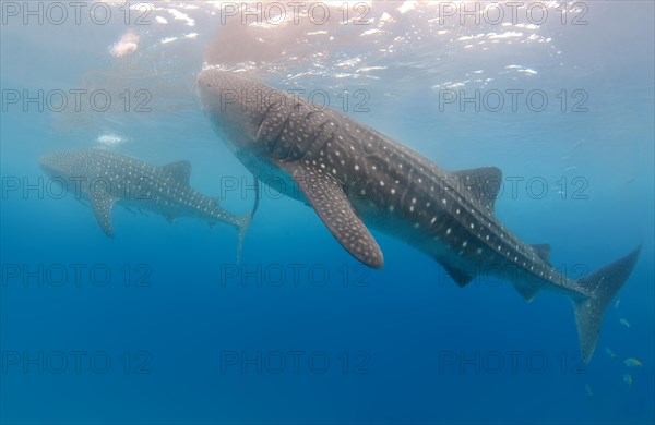 Whale Shark